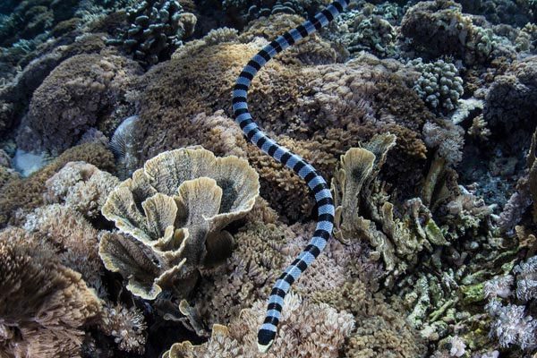 Close-up of a Belcher's sea snake hunting.