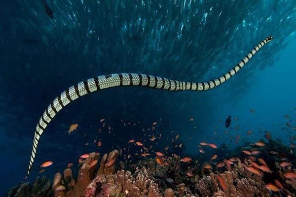 Belcher's Sea Snake