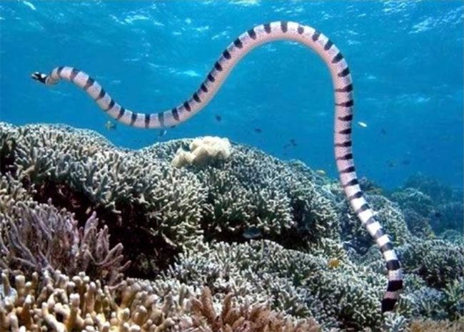 Belcher's Sea Snake