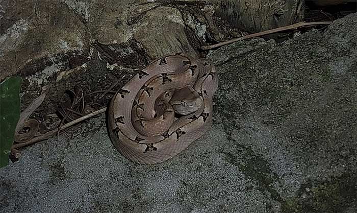 The Calloselasma rhodostoma is easily recognizable due to its symmetrical triangular patterns