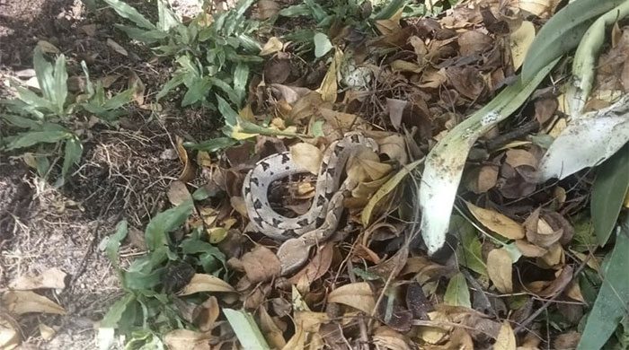 The Calloselasma rhodostoma often hides in piles of dry leaves and is very hard to detect