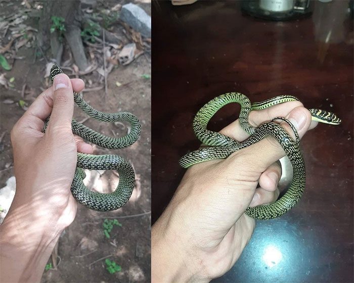 Green Tree Snake is harmless to humans and is commonly kept as a pet