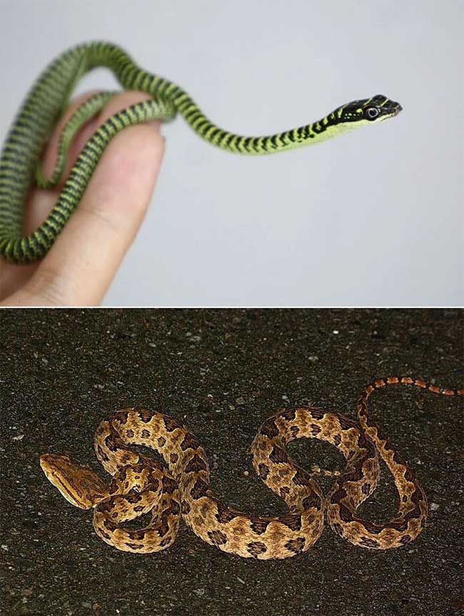 Green Tree Snake (top) is completely different from green pit viper (bottom)