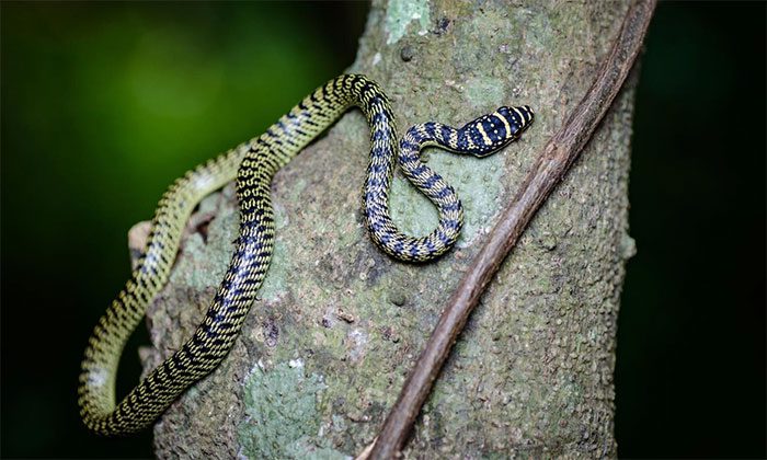 Green Tree Snake is an excellent climber