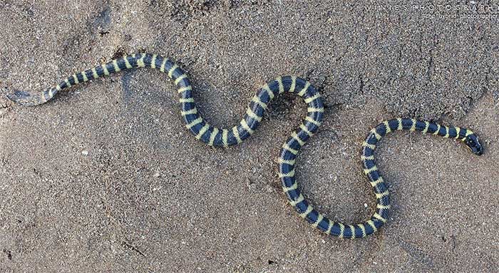 Yellow-bellied Sea Snake