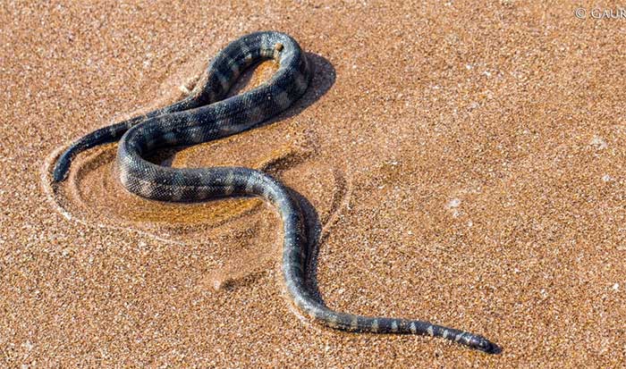 Banding Sea Snake