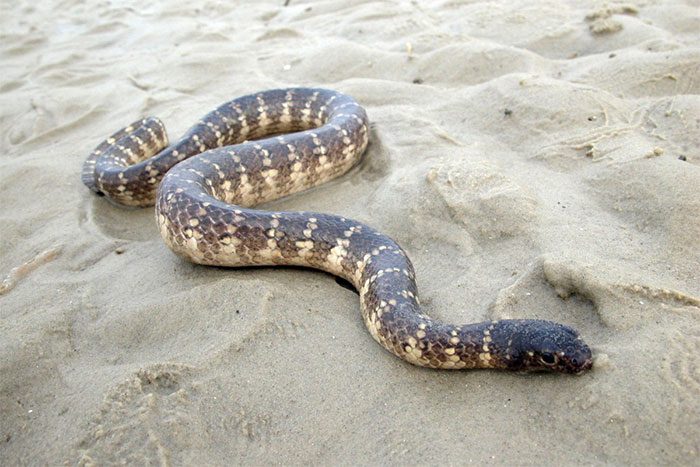 Spine-tailed Sea Snake