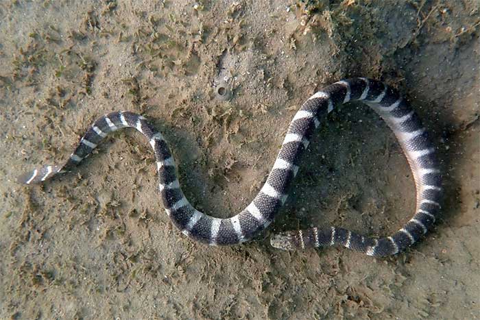 Striped Sea Snake