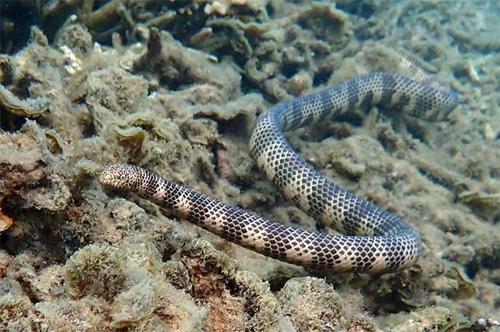 Hardwicke's Sea Snake