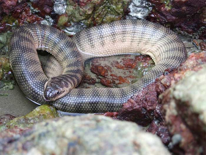 Mouth Sea Snake