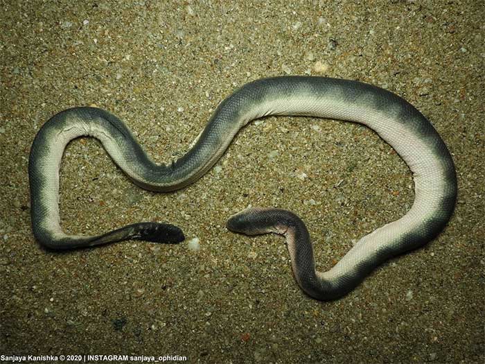 Irregular-scaled Sea Snake