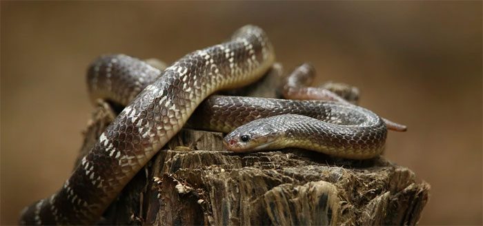 Venomous Snakes