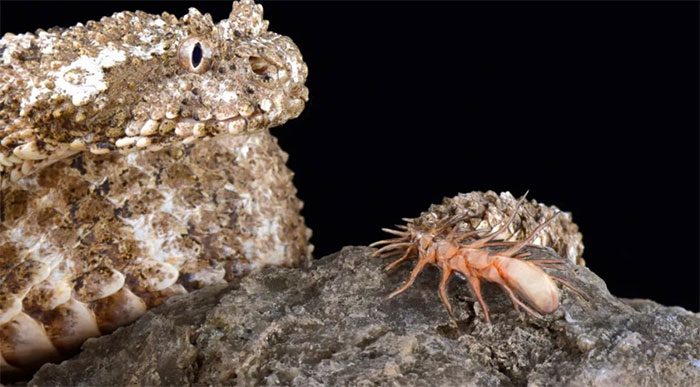 Spider-tailed Horned Viper