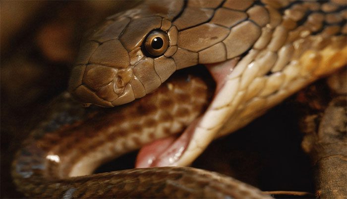 King Cobras also face many challenges in the wild.