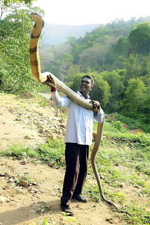 The King Cobra is widely distributed across Asia.