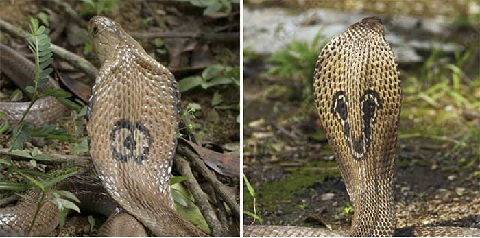 Differences in patterns behind the neck of the eastern brown snake (left) and Chinese cobra (right)