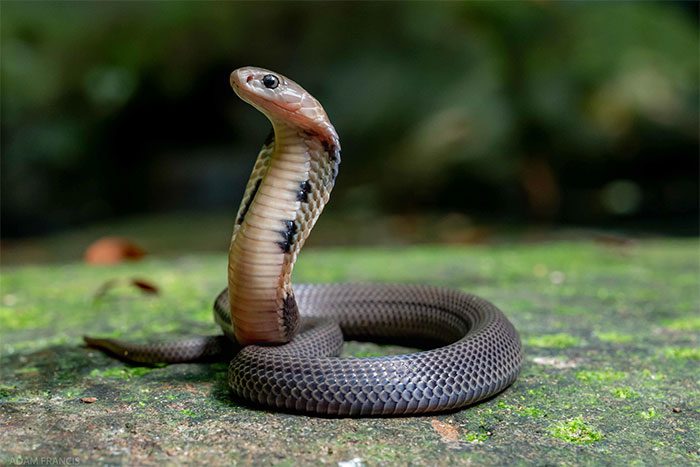 Juvenile Chinese cobra that can spread its hood and lift its head