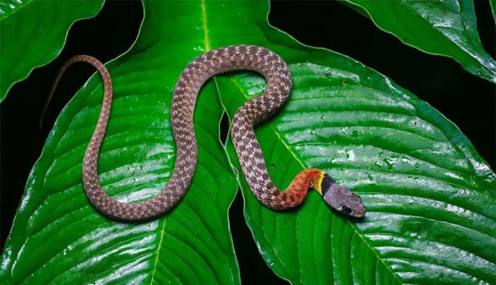 Juvenile red-necked keelback with yellow and black bands around its neck.