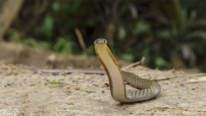 Red-necked keelback can raise its head and expand its neck to threaten enemies