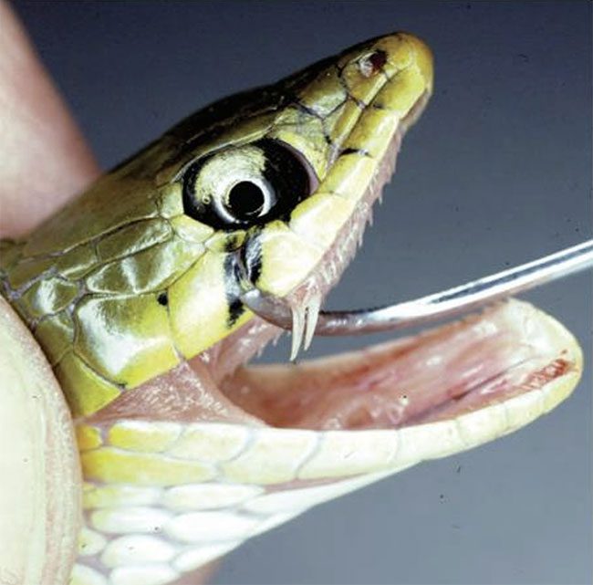 Venom fangs of the red-necked keelback are positioned deep within the jaw and are rarely used