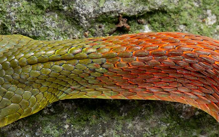 The red scales on this snake's neck can secrete toxins