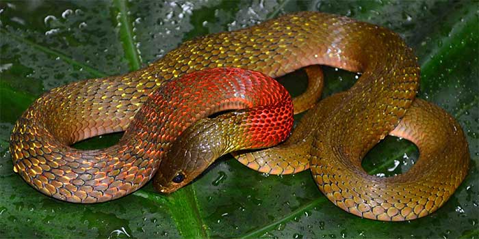 The red-necked keelback has vibrant and eye-catching colors, but should never be kept as a pet