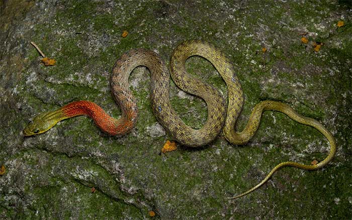 Red-necked keelback snake with distinctive red neck