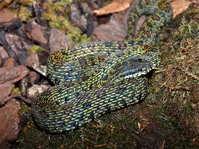 Jerdon's Green Pit Viper has colorful scales on its body