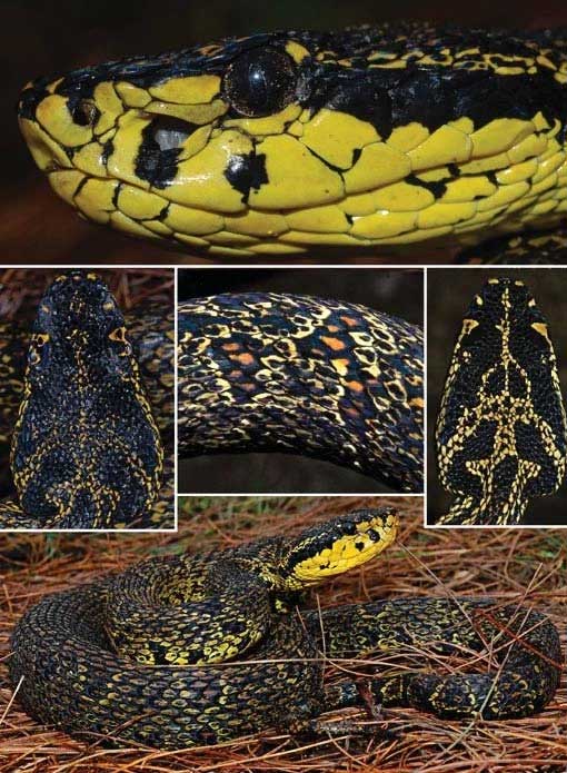 Close-up of the patterns on the body of Jerdon's Green Pit Viper