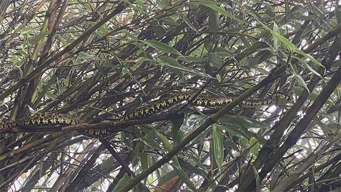 A Jerdon's Green Pit Viper resting on a high tree in Sapa, Lao Cai