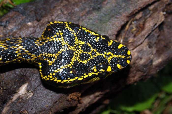 Close-up of the triangular head distinct from the body of Jerdon's Green Pit Viper