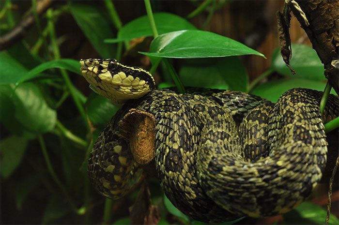 Jerdon's Green Pit Viper has beautiful colors, but also possesses deadly venom