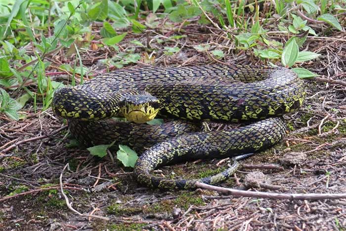 Jerdon's Green Pit Viper has hemotoxic venom, which can be fatal if not treated