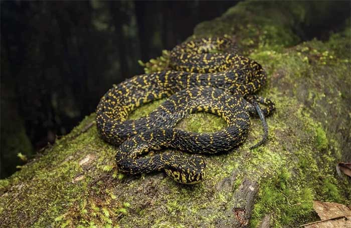 The colors and patterns of the Jerdon's Green Pit Viper provide excellent camouflage