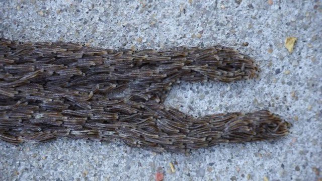 This is actually the larvae of the dark-winged fungus gnat Sciaridae stacked on top of each other