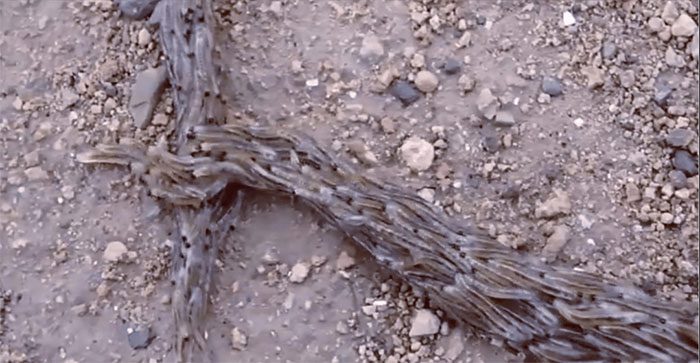 "This "snake" appears to have many small legs, sending chills down everyone’s spine."