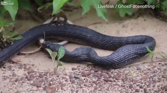 The black snake vomited another snake of similar size.