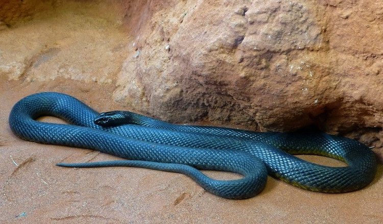 The Inland Taipan can change color with the seasons.