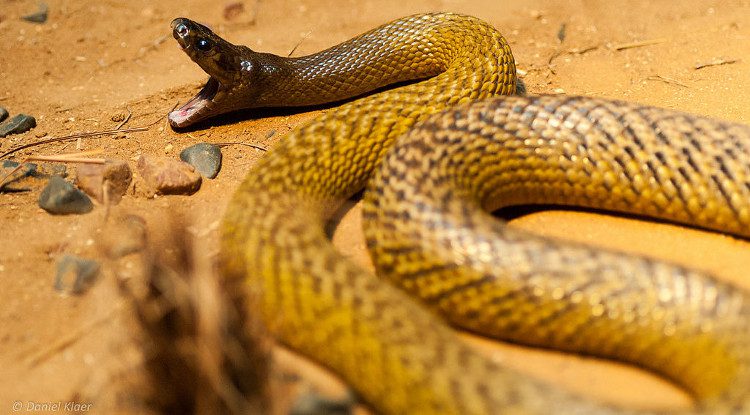 The Inland Taipan is the deadliest snake in the world.