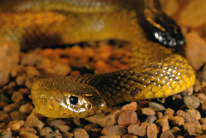 The Inland Taipan snake is the most venomous snake compared to any land snake on Earth.