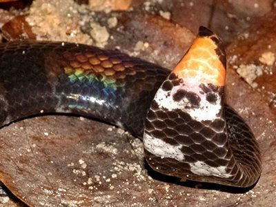 Close-up of the tail mistaken for the second head of the Cylindrophis