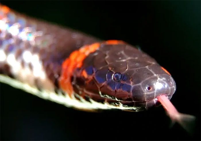 The elongated head of the Cylindrophis indistinguishable from its neck