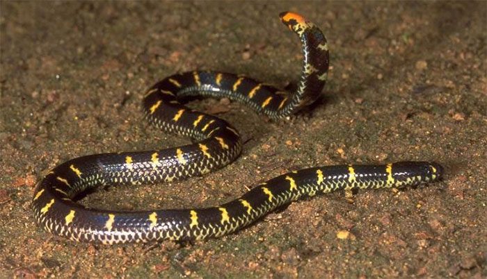 The Cylindrophis has a body with colorful rings, often confused with the highly venomous Malayan krait