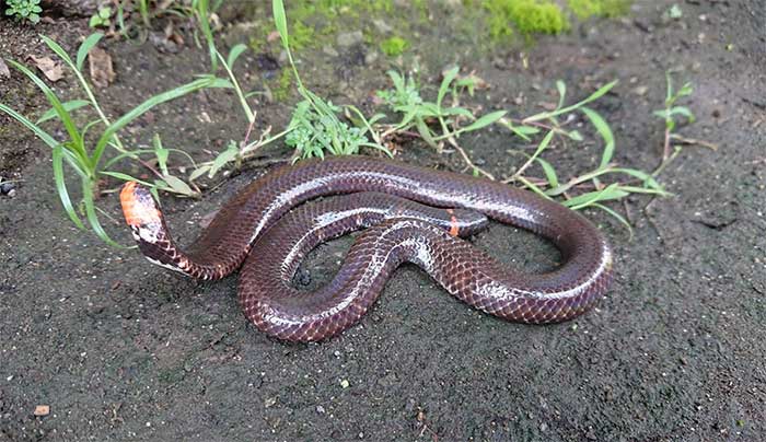 When threatened, the Cylindrophis often raises its tail high to intimidate