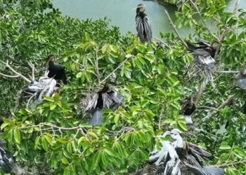 rare bird sighting in bien hoa dong nai 135832