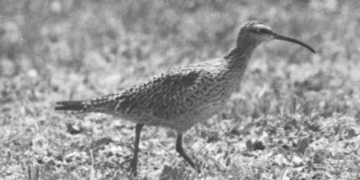 rare photos of 12 extinct bird species 40711