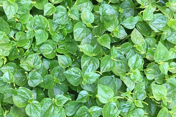 Watercress thrives during the rainy season.