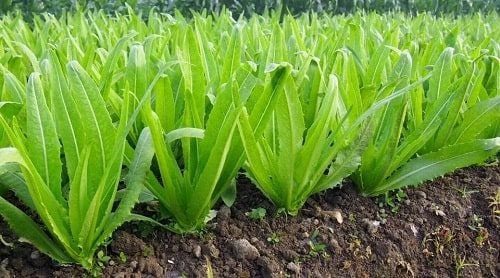 The stem of the scented lettuce plant is cylindrical and branches at the top.