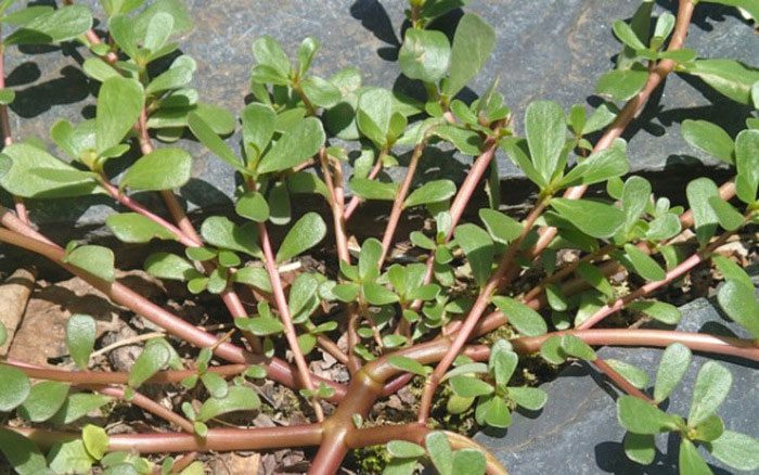 Purslane