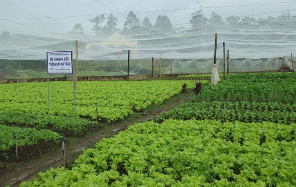 Increasing Green and Clean Vegetable Yields with Insects